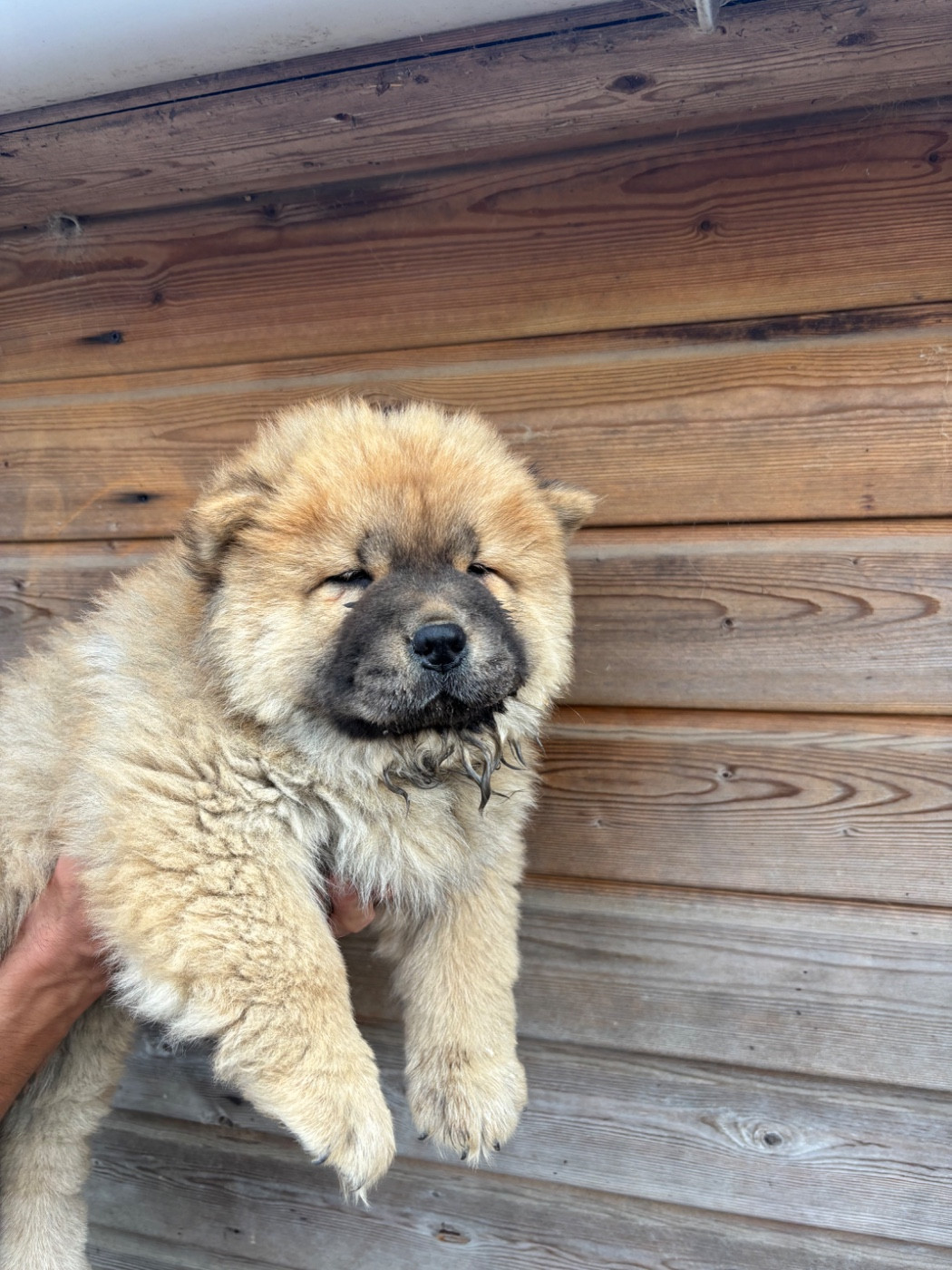 Du Domaine Des Grosses Papattes - Chiots disponibles - Chow Chow