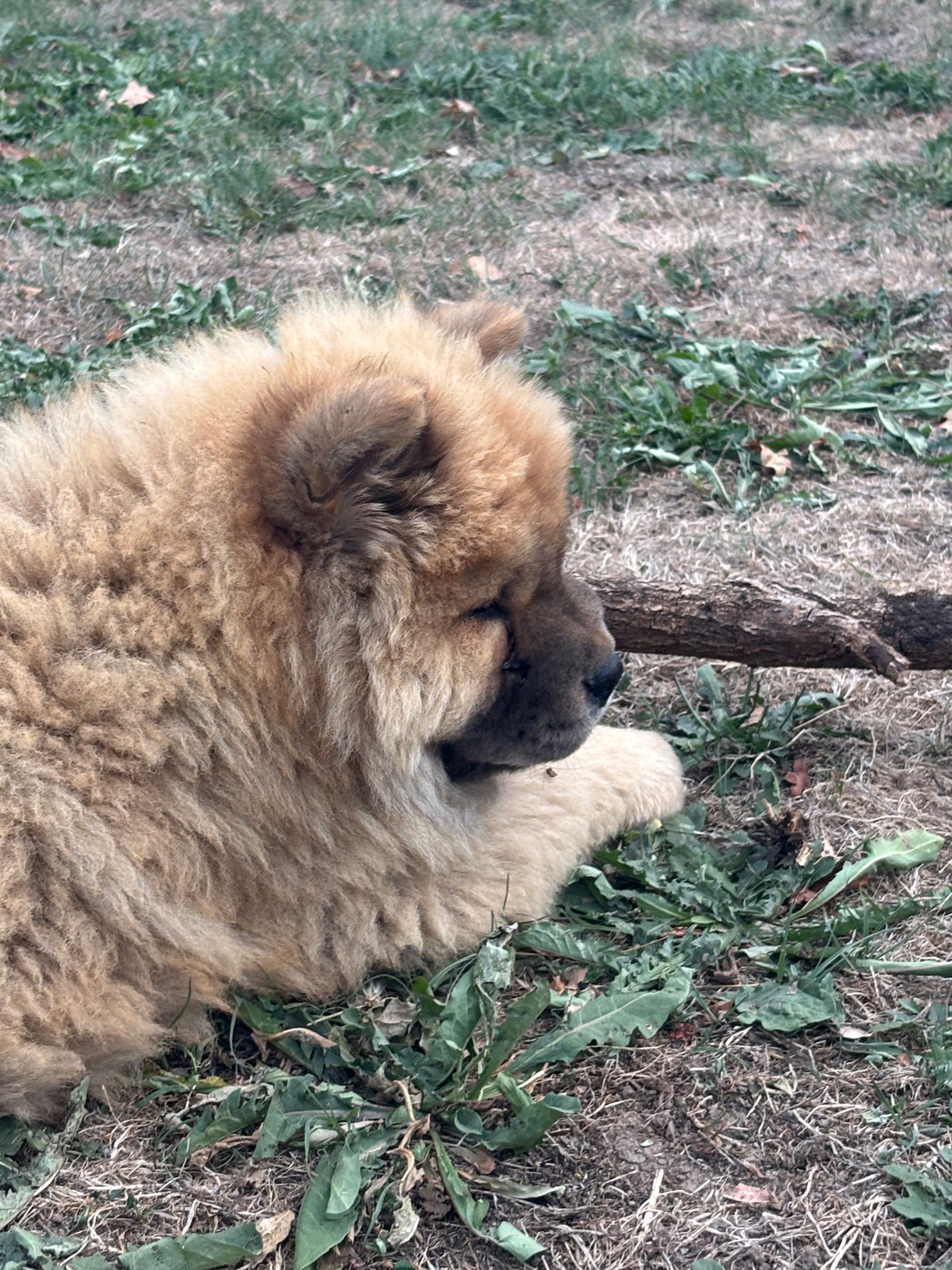 Du Domaine Des Grosses Papattes - Chiots disponibles - Chow Chow