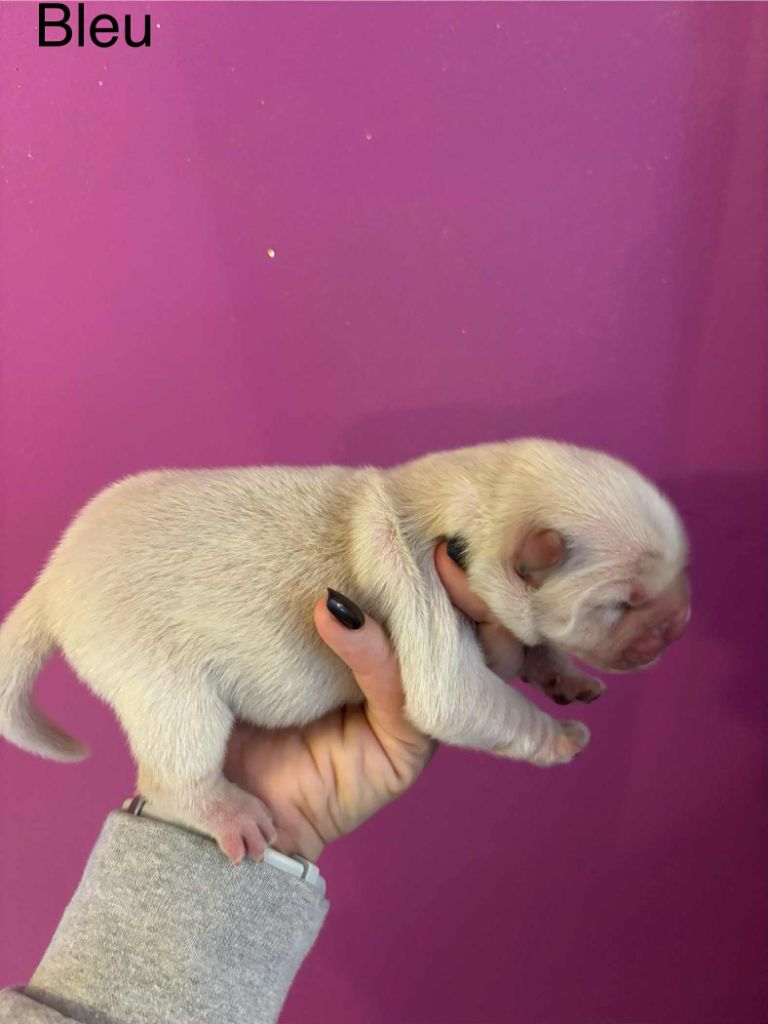 Du Domaine Des Grosses Papattes - Chiots disponibles - Chow Chow