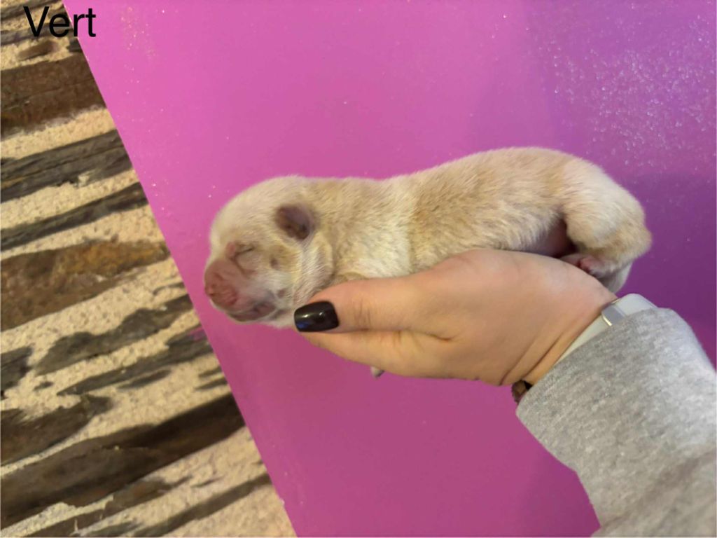 Du Domaine Des Grosses Papattes - Chiots disponibles - Chow Chow