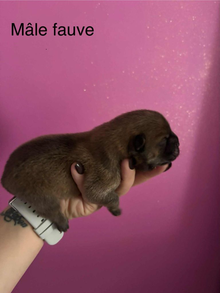 Du Domaine Des Grosses Papattes - Chiots disponibles - Chow Chow