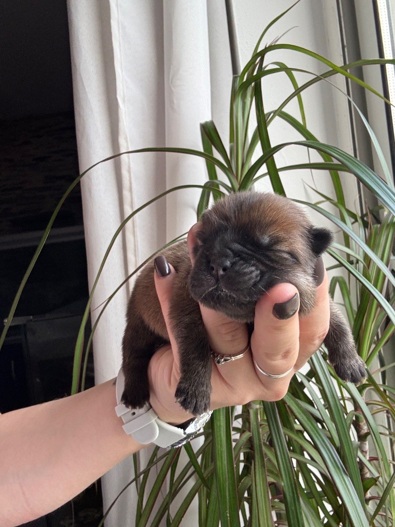 Du Domaine Des Grosses Papattes - Chiots disponibles - Chow Chow