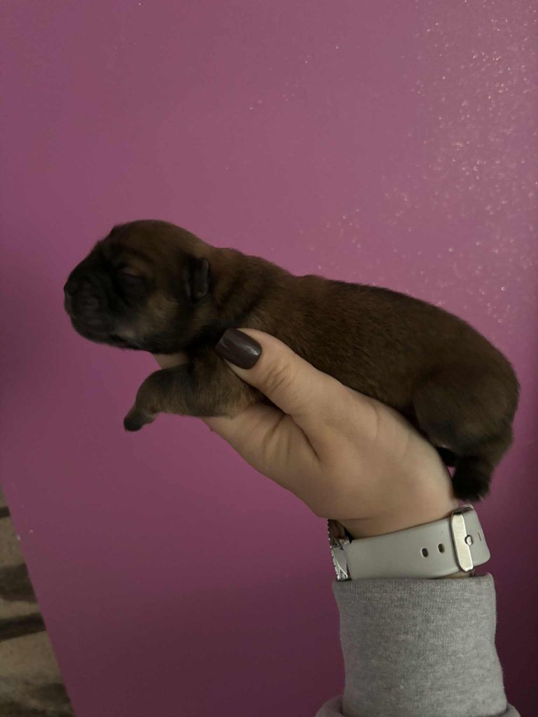 Du Domaine Des Grosses Papattes - Chiots disponibles - Chow Chow