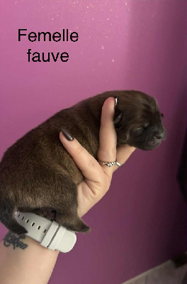 Femelle fauve 