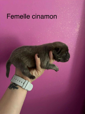Femelle cinamon 