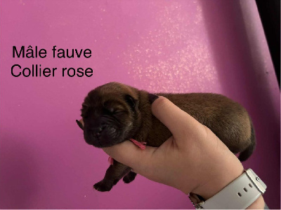 Mâle fauve 