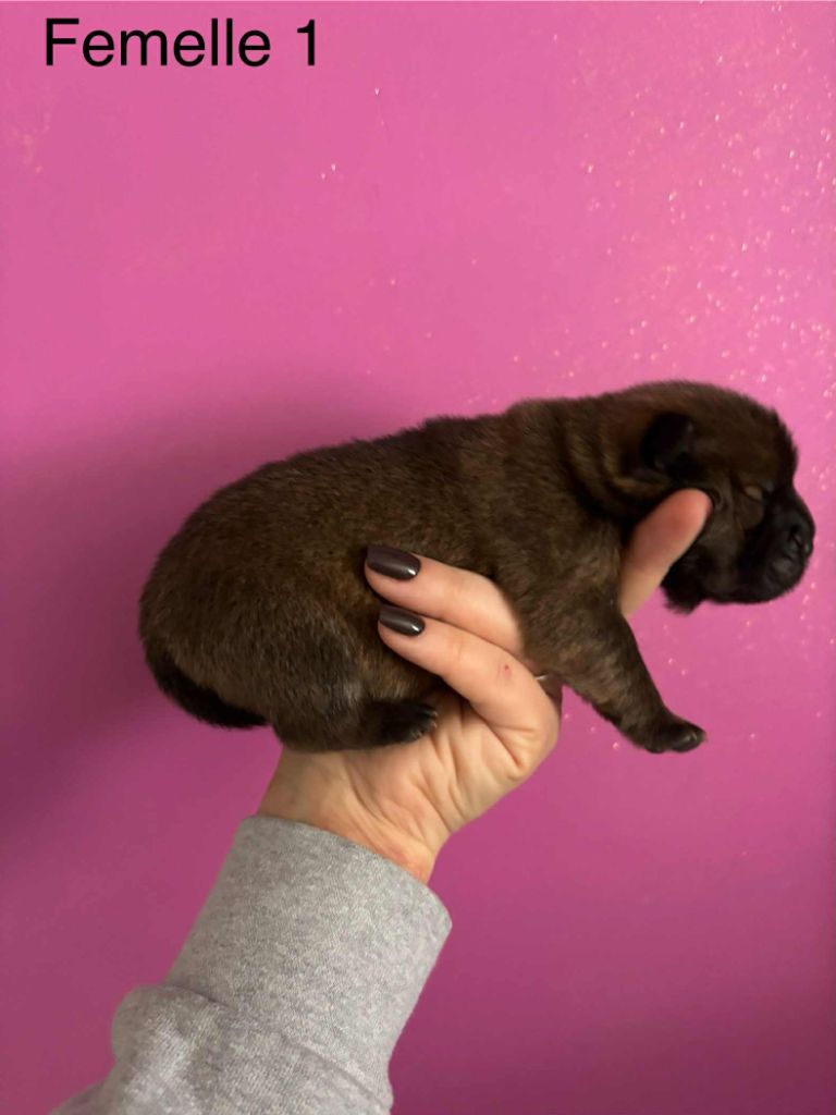 Du Domaine Des Grosses Papattes - Chiots disponibles - Chow Chow