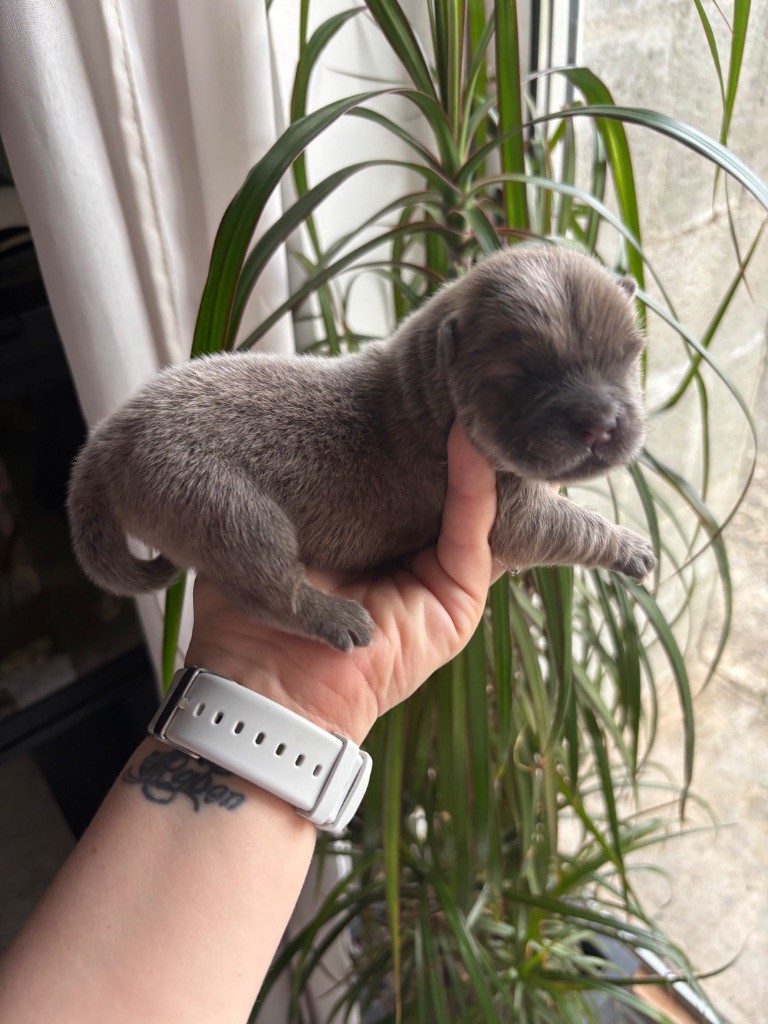 Du Domaine Des Grosses Papattes - Chiots disponibles - Chow Chow