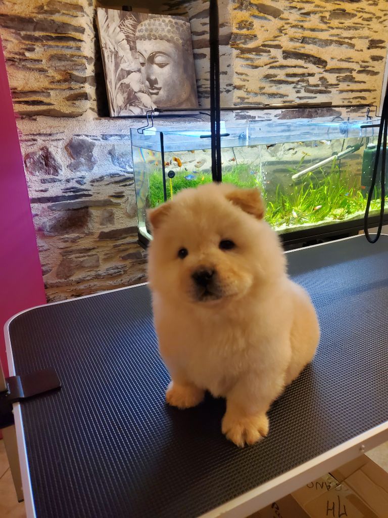 Du Domaine Des Grosses Papattes - Chiots disponibles - Chow Chow