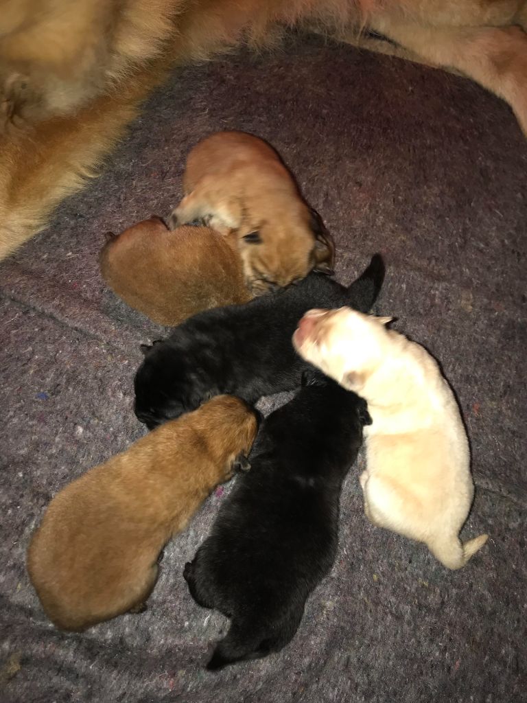Du Domaine Des Grosses Papattes - Chow Chow - Portée née le 24/11/2023