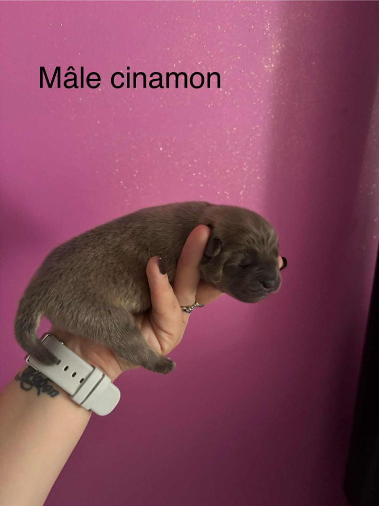 Du Domaine Des Grosses Papattes - Chiots disponibles - Chow Chow
