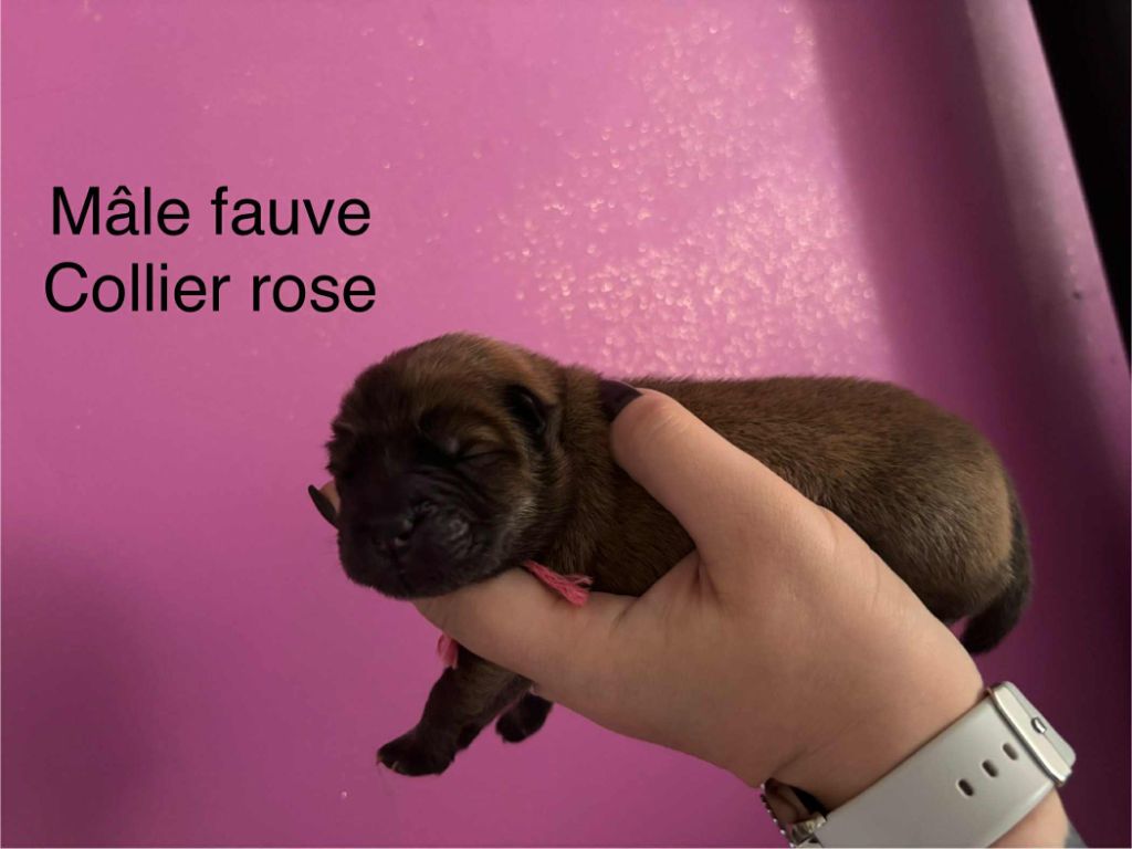 Du Domaine Des Grosses Papattes - Chiots disponibles - Chow Chow